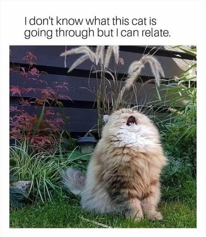 i can relate with this cat