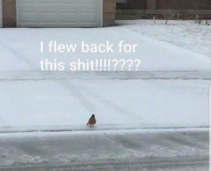 i flew back for this ... 2