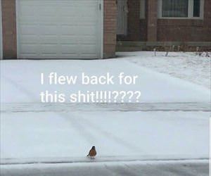 i flew back for this