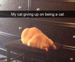 i give up on being a cat
