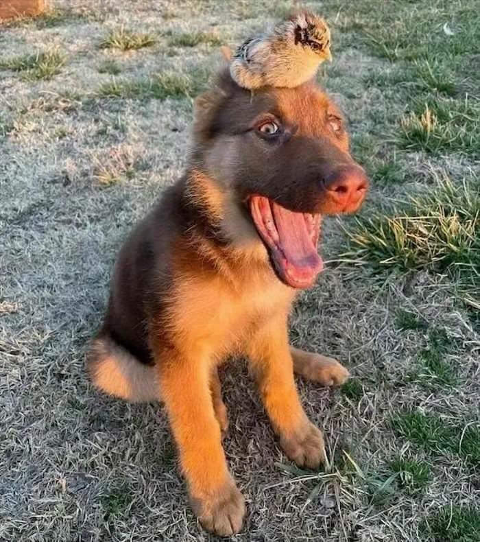 i got a chick oh my head