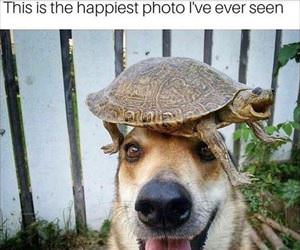 i have a turtle hat