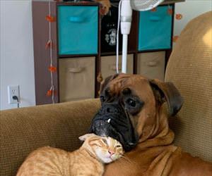 i have the best pillow