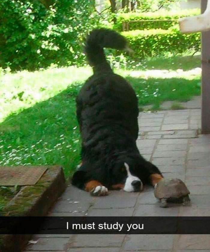 i must study you