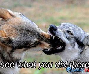 What You Did There funny picture