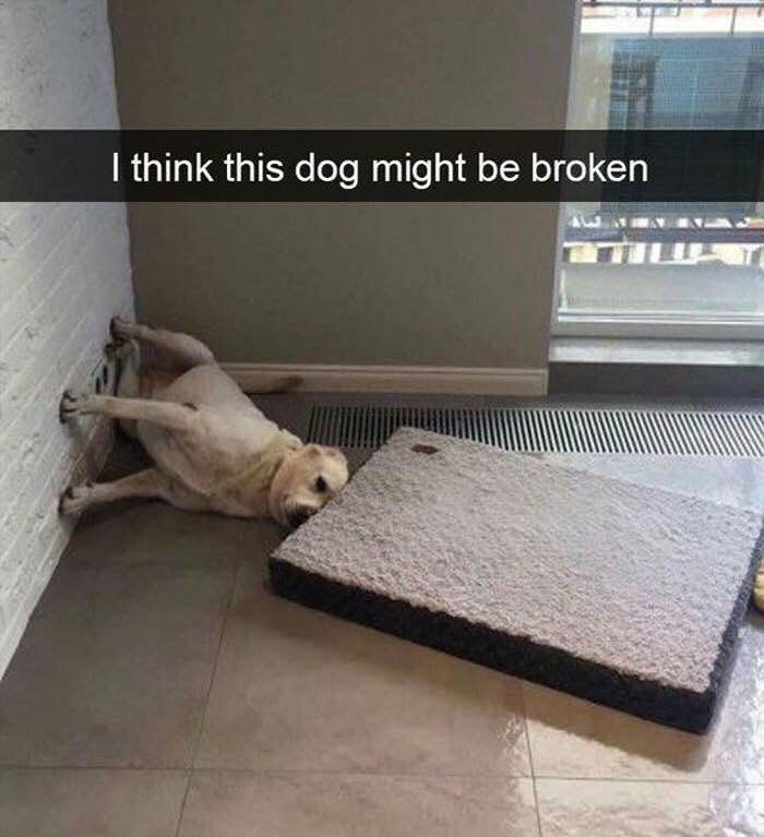 i think this dog might be broken