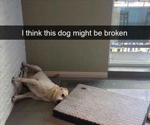i think this dog might be broken