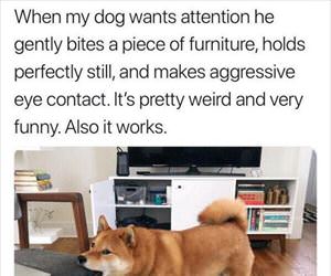 i want some attention