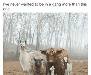 i want to be in a gang