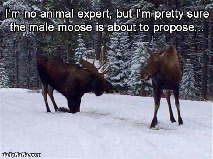i am no animal expert but funny picture
