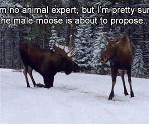 i am no animal expert but funny picture