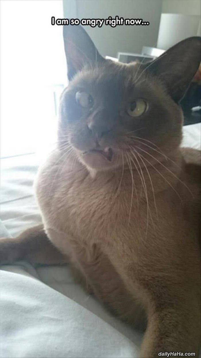 i am so angry at you right now funny picture