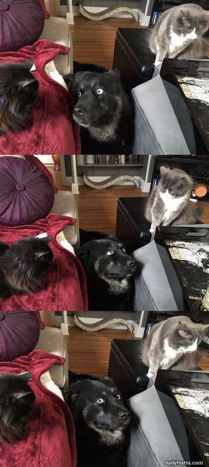 i am surrounded funny picture