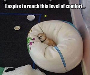 i aspire for this funny picture