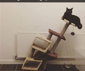 i aspire to be this cat funny picture