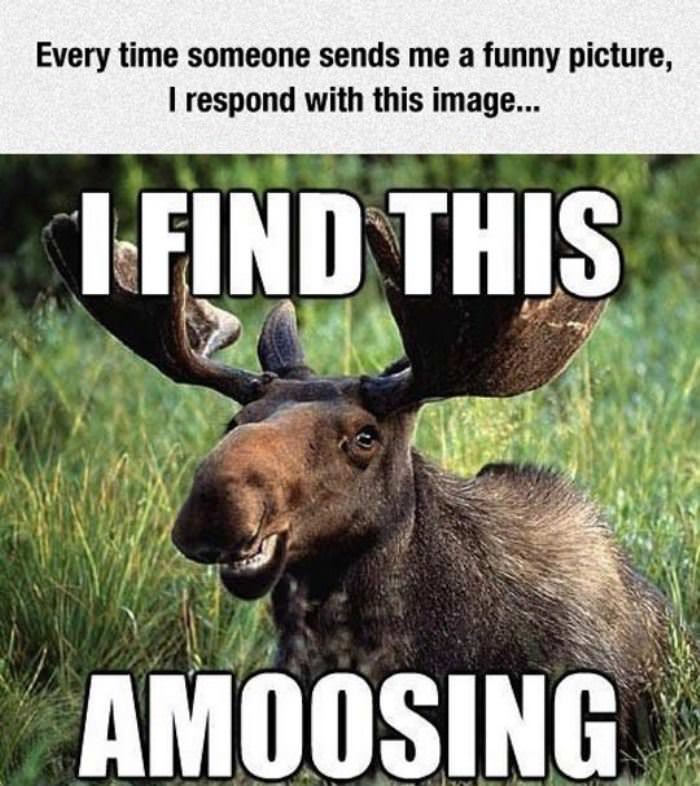 i find this amoosing funny picture