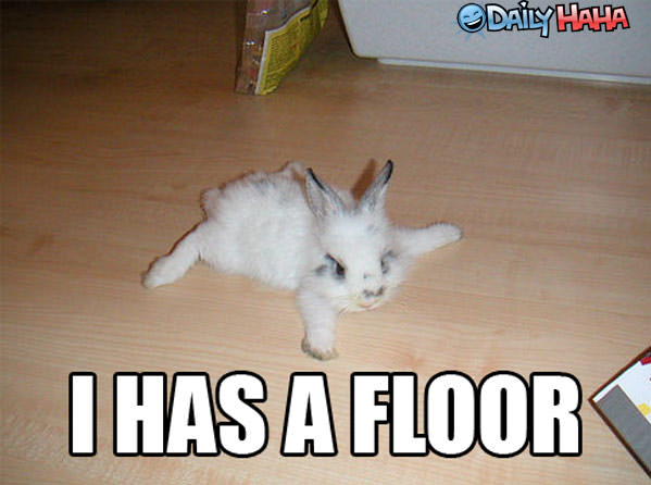 I has a floor Bunny