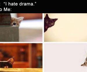 i hate drama but also funny picture