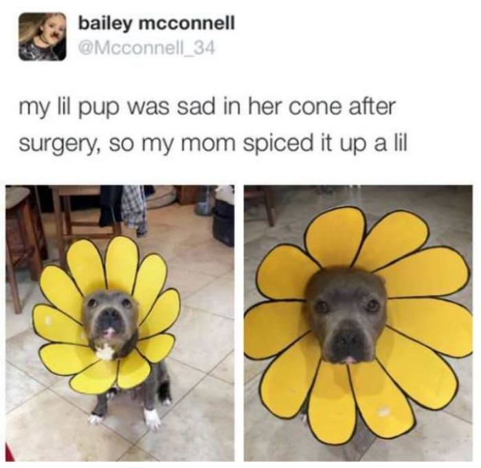 i hate my cone of shame funny picture