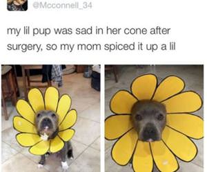 i hate my cone of shame funny picture