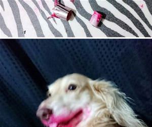 i have no idea funny picture