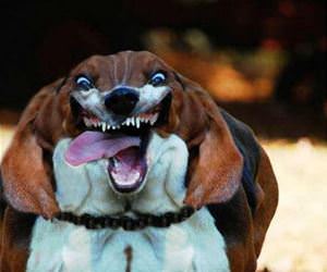 i just cannot run any faster funny picture