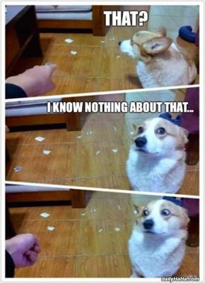 i know nothing funny picture
