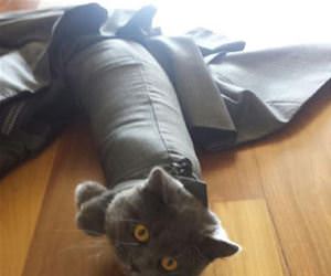 i love this suit funny picture