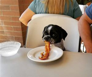 i really love bacon funny picture