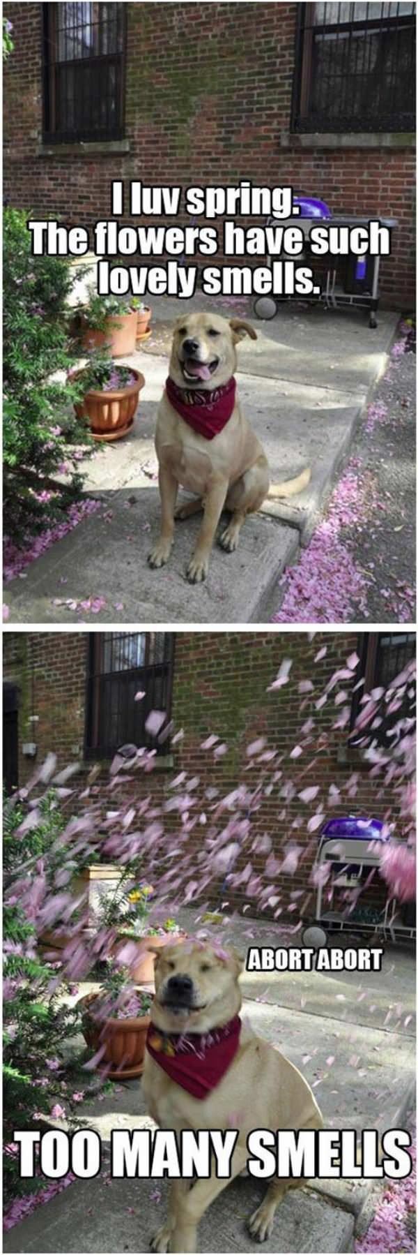i really love the spring funny picture
