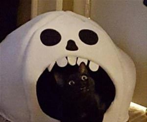 i smell that nip funny picture