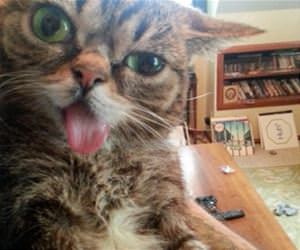 i think my cat broke funny picture