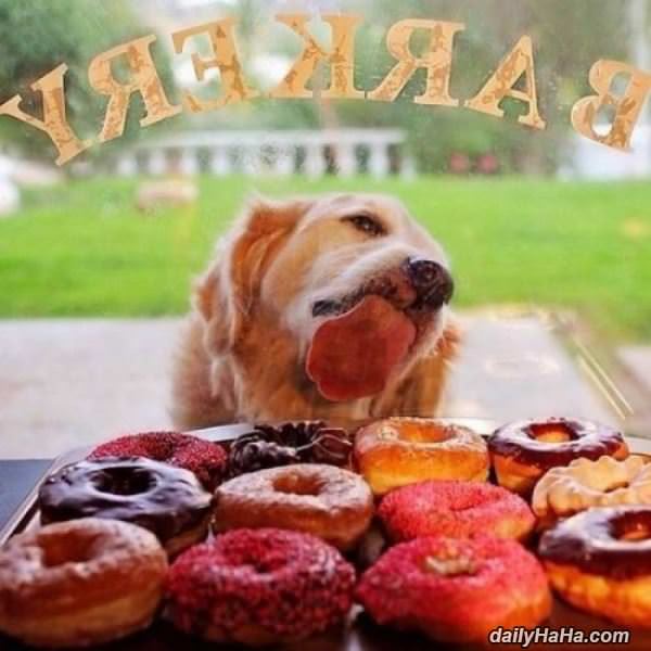 i want this so bad funny picture