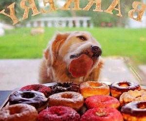 i want this so bad funny picture