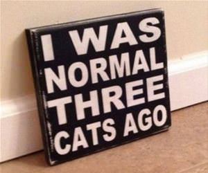 i was normal 3 cats ago funny picture