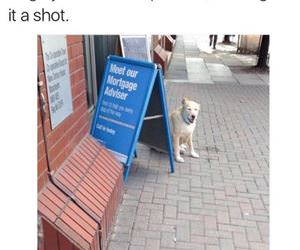 i will give it a shot funny picture