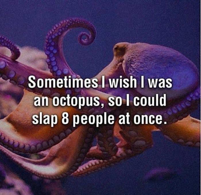 i wish i was an octopus funny picture