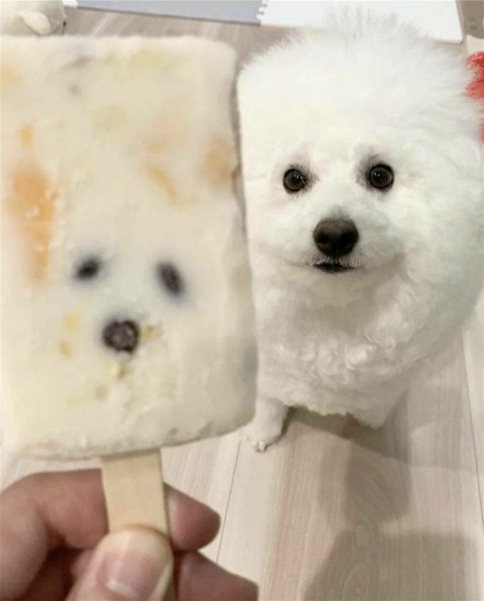 ice cream dog
