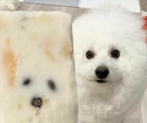 ice cream dog