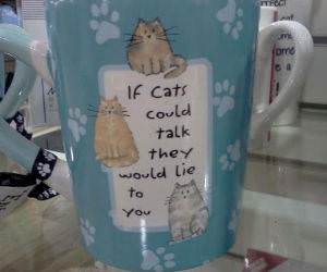 Talking Cats funny picture