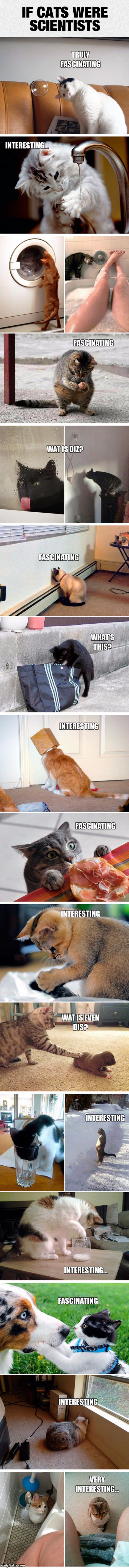if cats were scientists funny picture