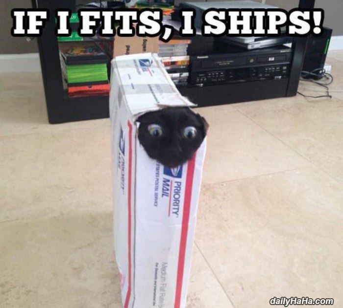 if i fits funny picture