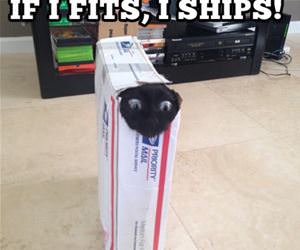 if it fits funny picture