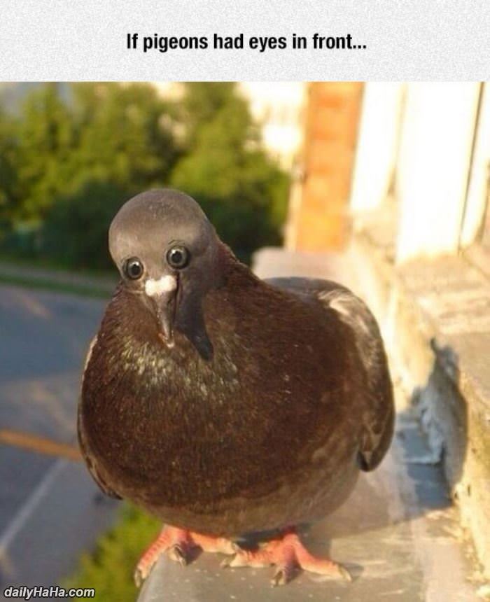 if pigeons had front eyes funny picture