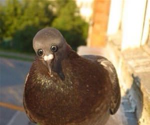 if pigeons had front eyes funny picture