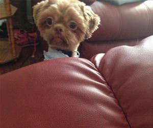 if they had a baby funny picture