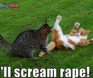 Ill Scream Cat Funny PIcture