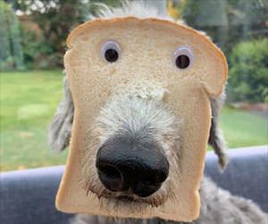 in bread dogs