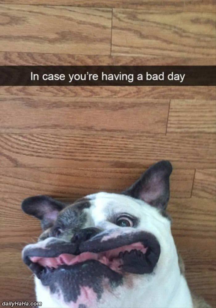in case your having a bad day funny picture
