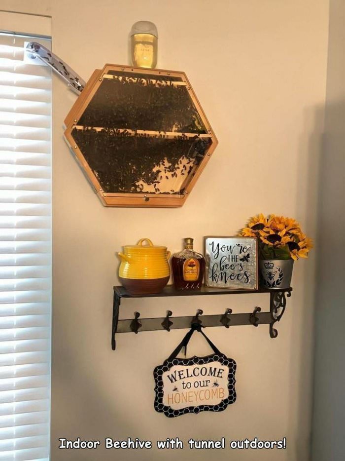 indoor bee hive